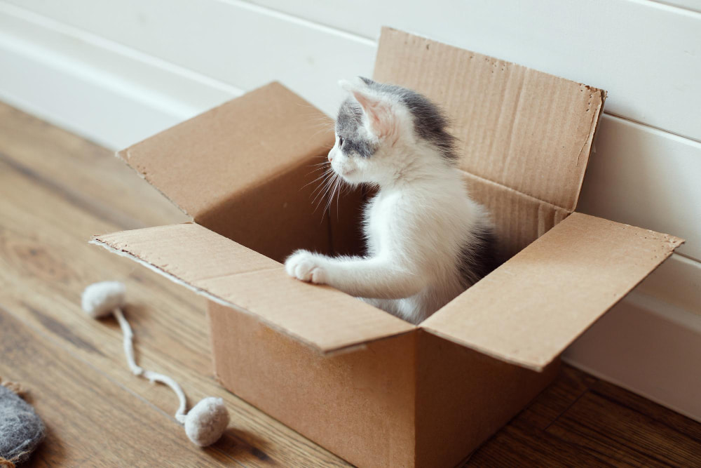 llevar a un gato a otra casa